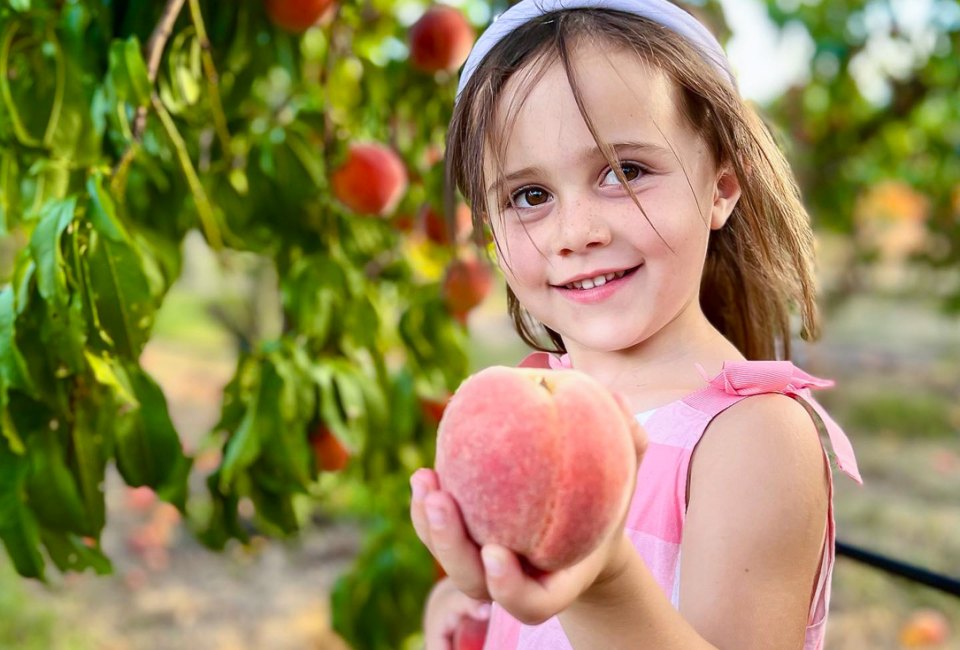 Wrap your hands around some delicious fruit at these family friendly Boston farms. Photo courtesy of Lookout Farm