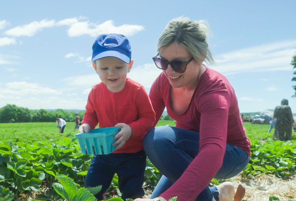 Sunshine, fresh air, and sweet treats await with the best strawberry picking in Connecticut! Photo courtesy of Lyman Orchards