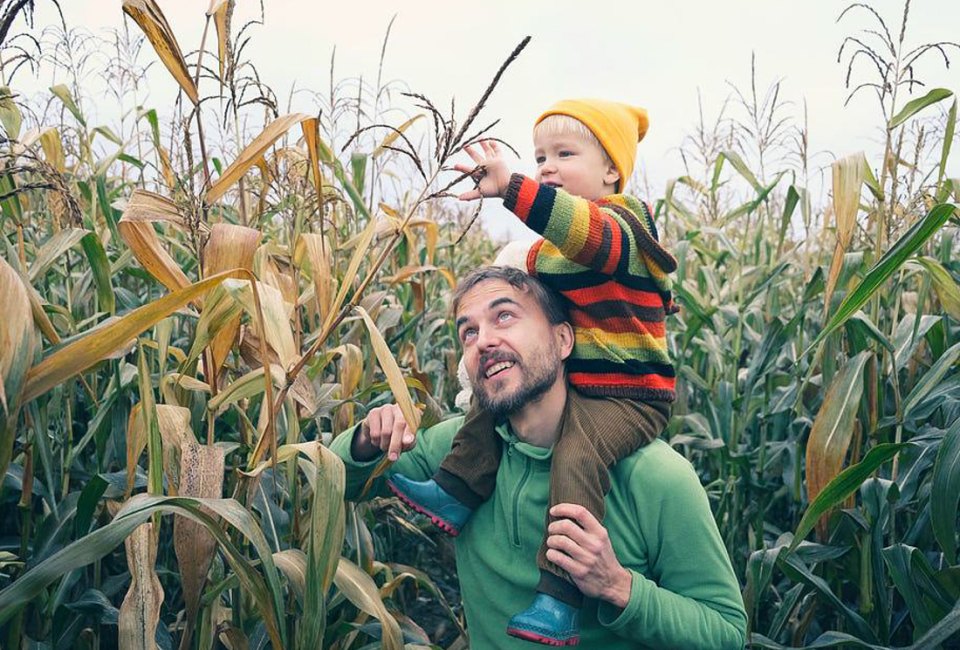 Get lost in a fun corn maze this fall. Photo courtesy of the Maryland Corn Maze