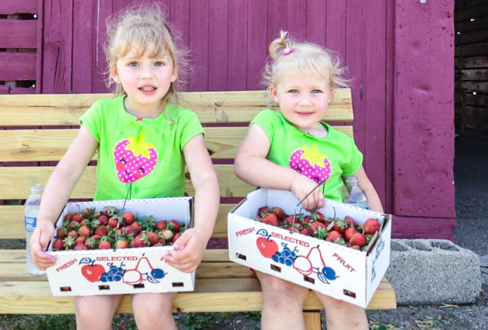 Strawberries taste sweeter when you pick them yourself at one of these berry picking farms near Chicago. Photo courtesy of Olive Berry Acres