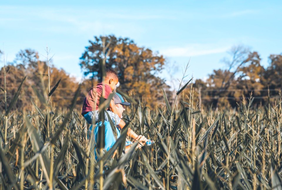 The P-6 Farms Annual Fall Festival features a corn maze. Photo courtesy of P-6 Farms