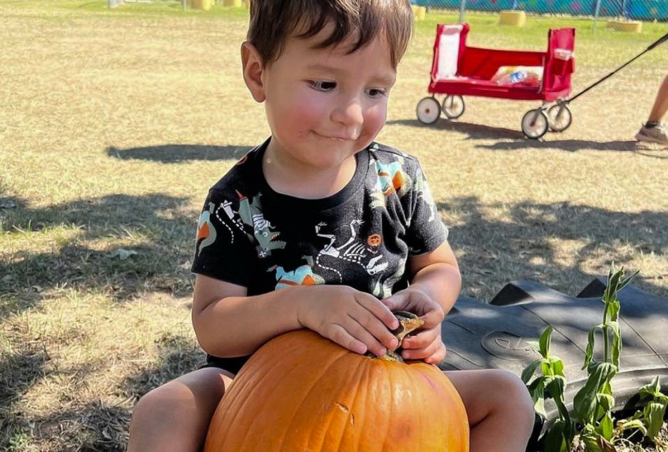 From pumpkins to corn mazes, there's loads of seasonal fun at local farms. Photo courtesy of P6 Farms