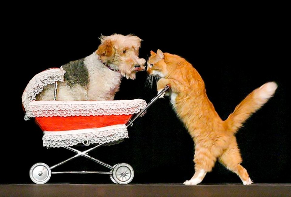 Get out and about this Presidents Day Weekend 2023 in Connecticut. Photo courtesy of Popovich Comedy Pet Theater