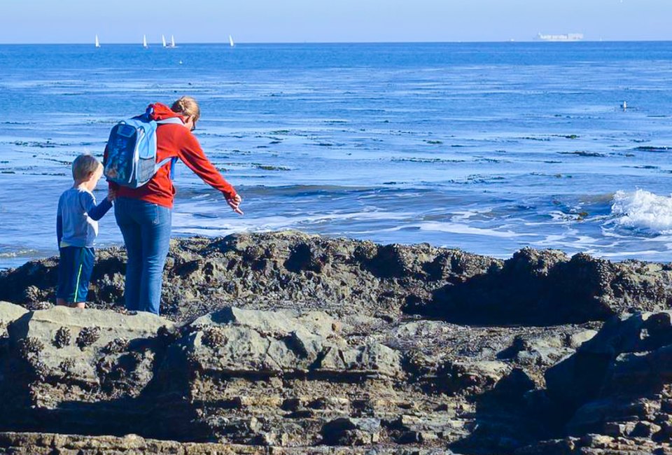 Explore what lives under the sea on a tide pool walk. Photo courtesy of the Cabrillo Marine Aquarium