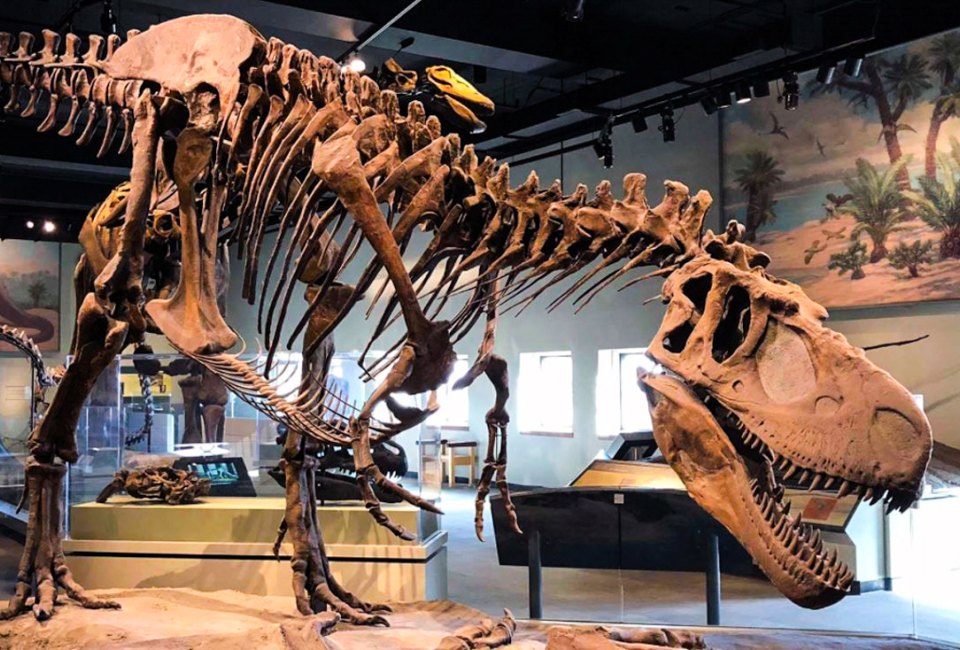 Visit Sue the T-Rex at the Field Museum in Chicago