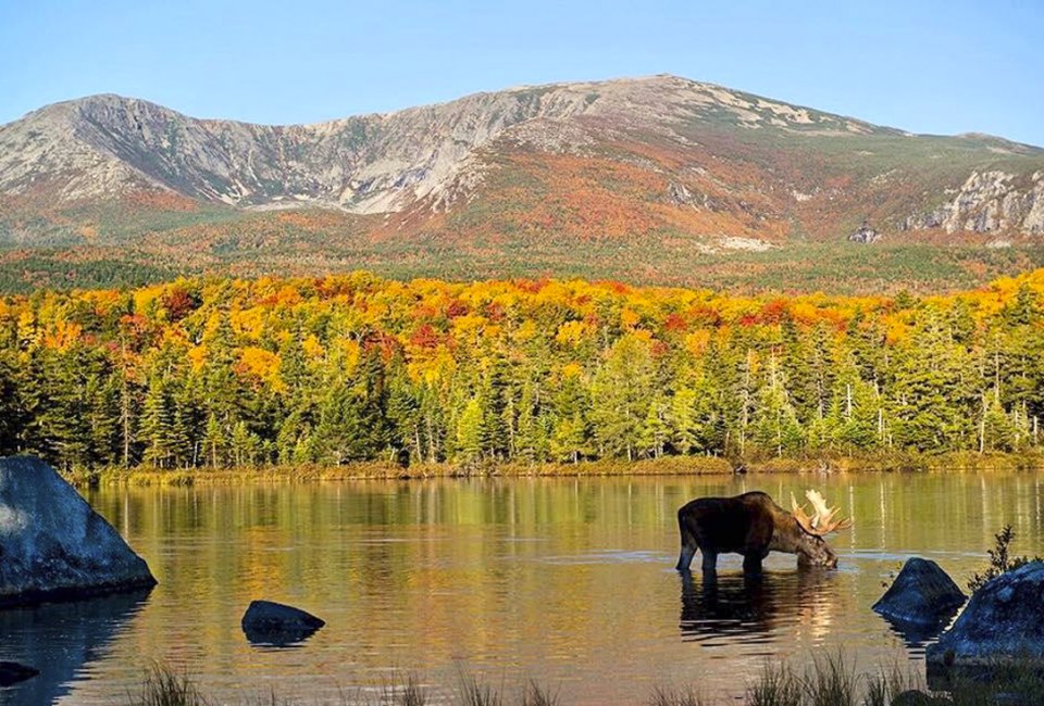 Image of fall landscape in New England, with foliage and moose.