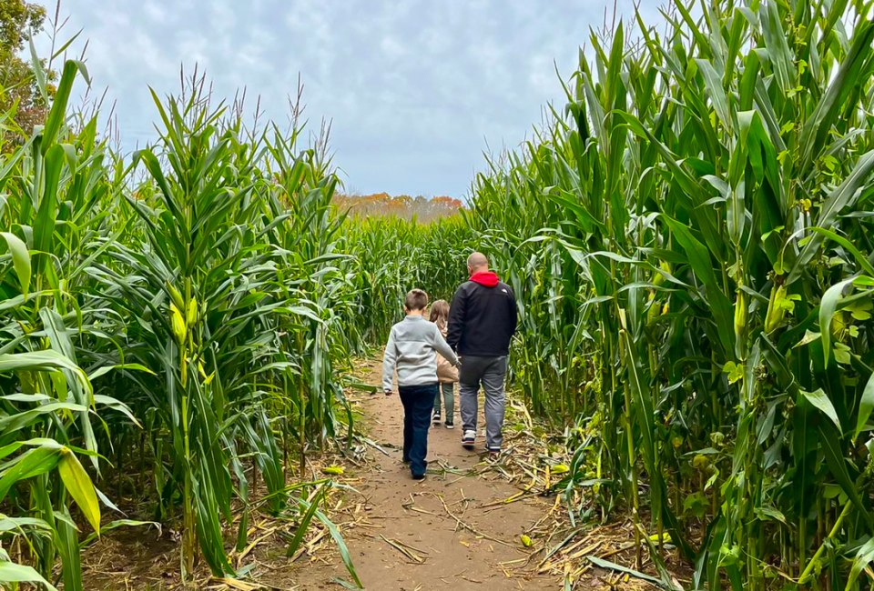 Families are taking the field this fall, for family fun at Corn Mazes in Connecticut! Photo courtesy of Preston Farms