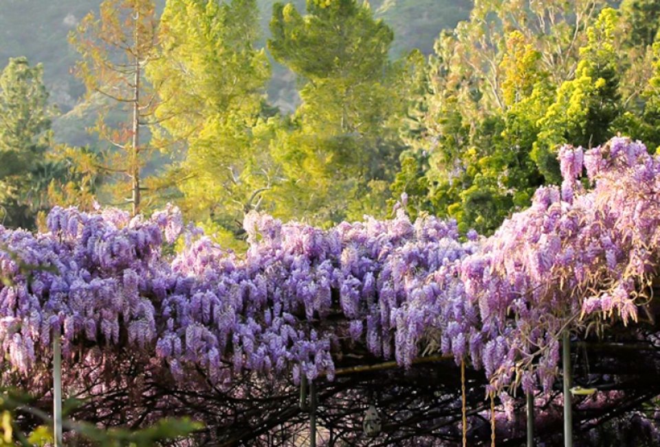Be awed by the impressive wistaria vine. Photo courtesy of the Sierra Madre Wistaria Festival