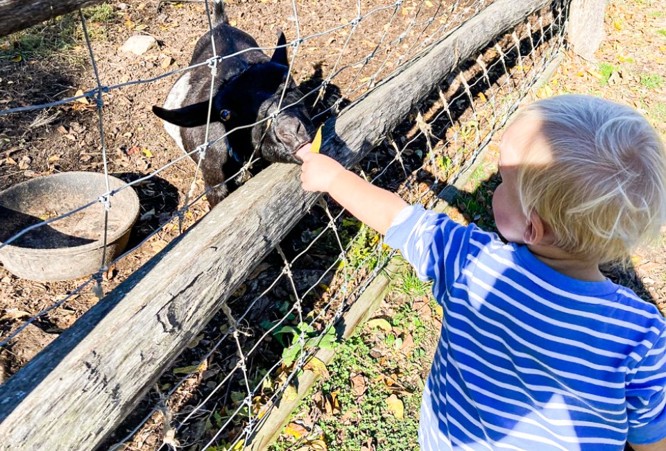 Find Halloween fun at the farm this weekend at Sensory-Friendly Boo in the Barnyard. Photo courtesy of Weir River Farm.