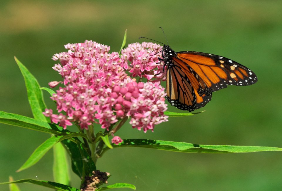 Little Sprouts in the Garden: Pollinator Story Trail