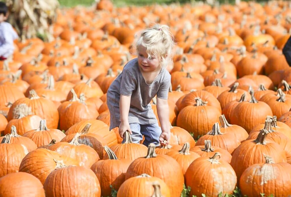 Gorgeous pumpkins await at All Seasons Apple Orchard in Woodstock, a pumpkin patch near Chicago. Photo courtesy of  orchard