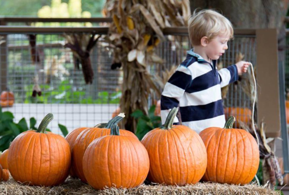 Frolic through Pumpkin Playground at Longwood Gardens. Photo courtesy of the Gardens