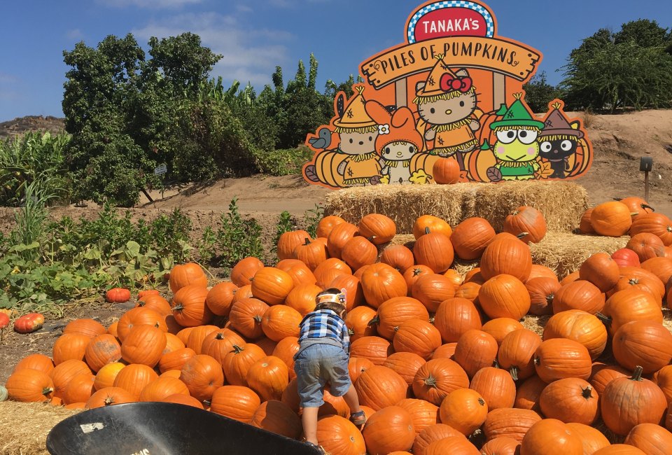 To the top of the pumpkin pile at Tanaka Farms! Photo by Arianna Menon