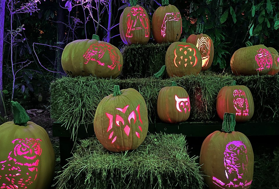 Pumpkins at Callaway Gardens welcomes guests during the day AND night for major fall fun! Photo by Rebecca Leffler