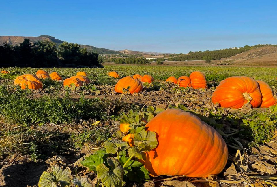 Pumpkins grown in Ventura County! Photo courtesy of Underwood Family Farms,  Facebook