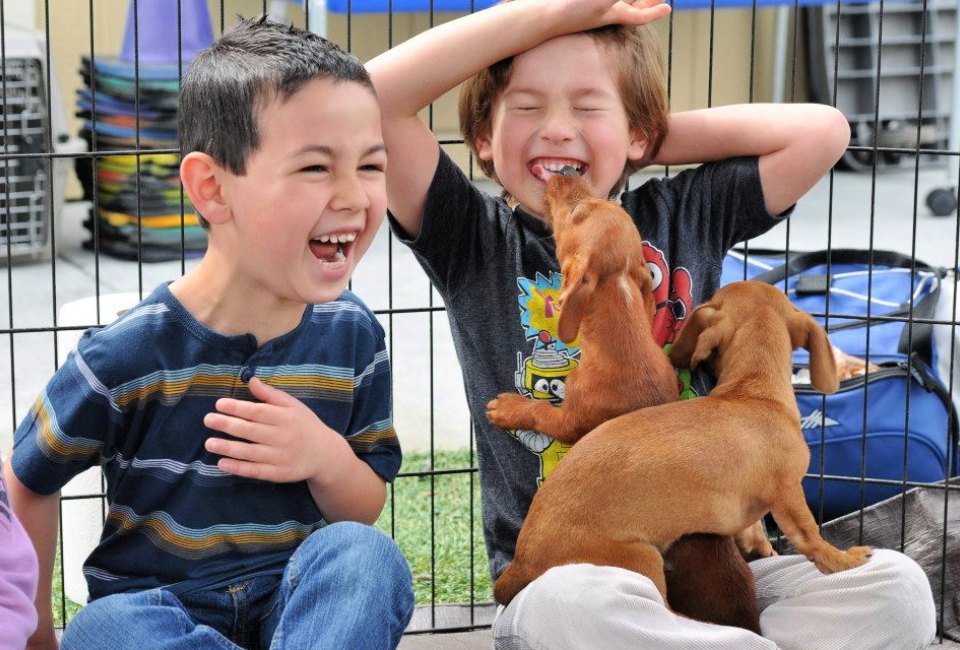 Who wouldn't love a puppy party? Photo courtesy of Pups and Reps