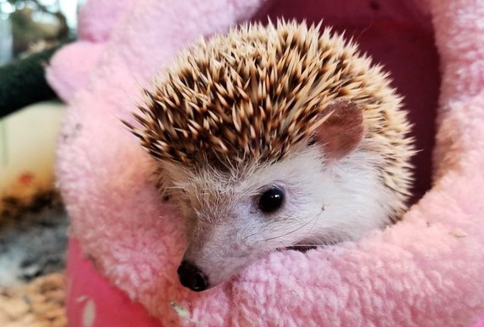 Stop by Earthplace for an animal-themed story and a chance to meet one of their residents, like this pygmy hedgehog. Photo courtesy of Earthplace