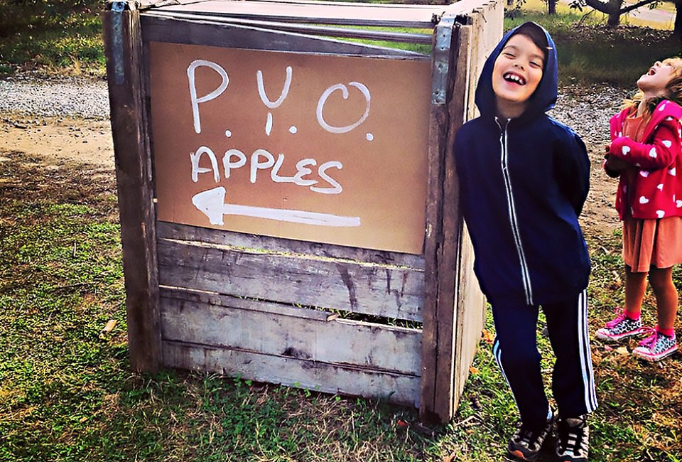 Pick you own apples at a farm near NYC. Photo by Matt Nighswander