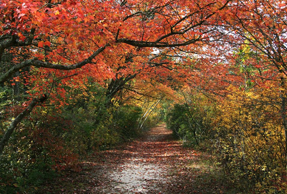 Quogue Wildlife Refuge trails draped with fall colors. Nature Walk Long Island