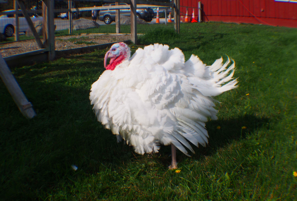 Raymond's has been raising its own Broad Breasted White Holland Turkeys for more than 60 years. Photo courtesy of Raymond's Turkey Farm 