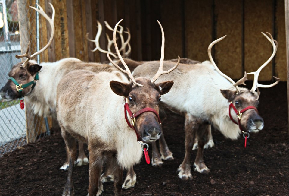 The reindeer are available for visits. Photo courtesy of Greenwich Reindeer Festival