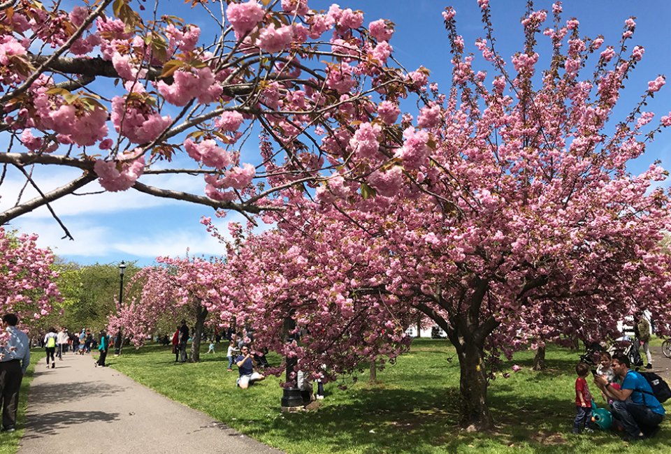 Take a family stroll through the beautiful cherry blossoms at Branch Brook Park. Photo by Rose Gordon Sala
