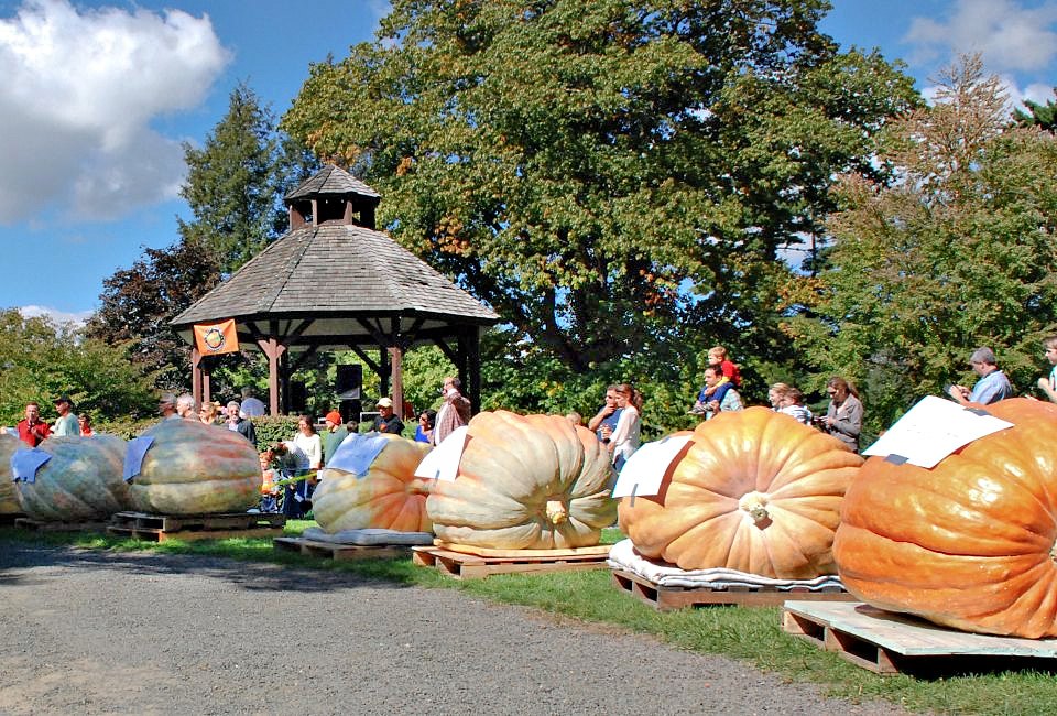 These big pumpkins look straight out of a storybook! Photo Courtesy of Ridgefield Giant Pumpkin Weigh-Off