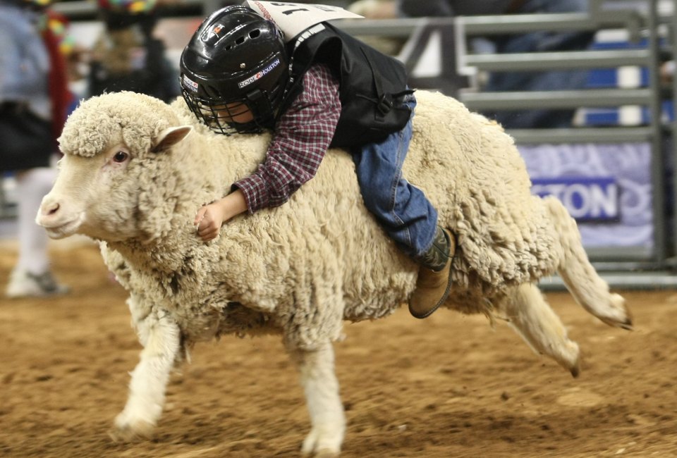 Mutton Bustin' is always a crowd favorite. Photo courtesy of Houston Livestock Show and Rodeo.