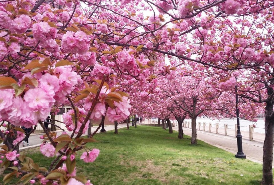 The cherry blossoms are a beautiful sight on Roosevelt Island. Photo courtesy of  the RIOC