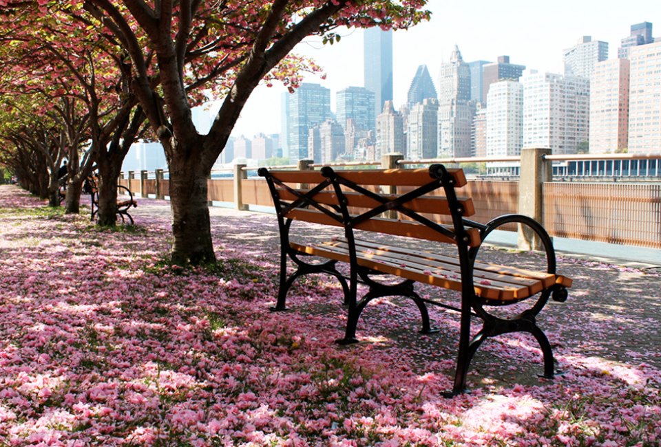 Cherry blossoms in NYC: Roosevelt Island