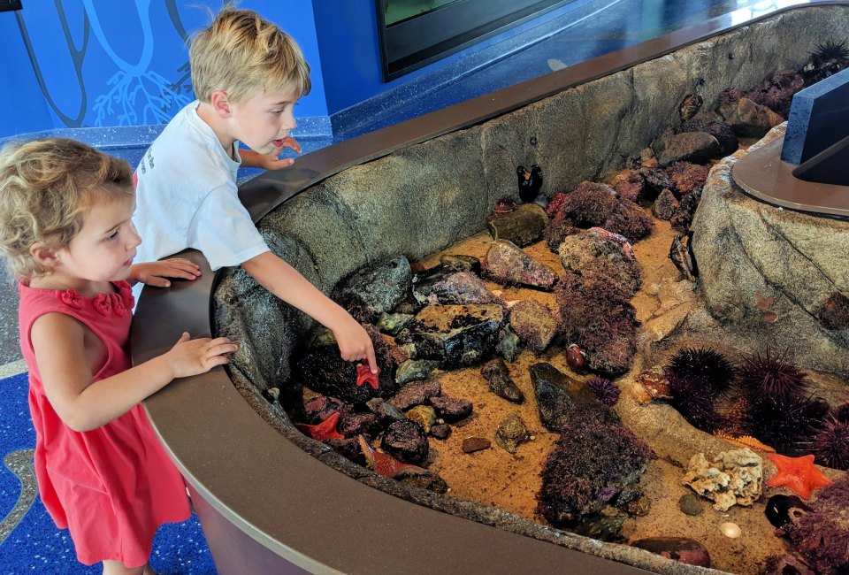 Kids can get up close to marine life. Photo courtesy of Roundhouse Aquarium