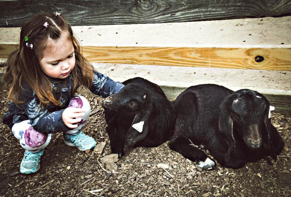 Enjoy quality time with the animals at the Suffolk County Farm and Education Center.