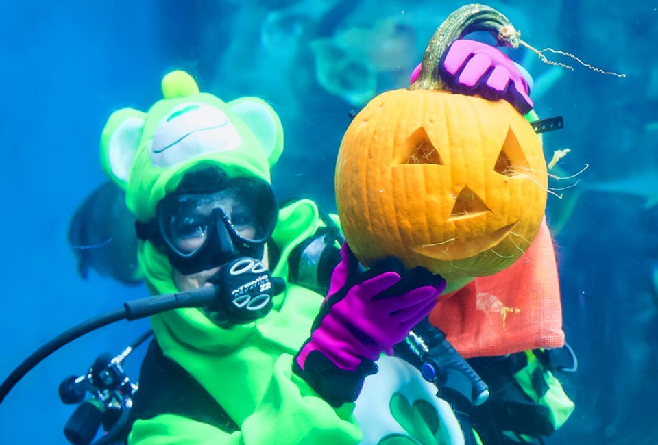 Underwater pumpkin carvings are a treat to see! Photo courtesy of the Aquarium of the Pacific
