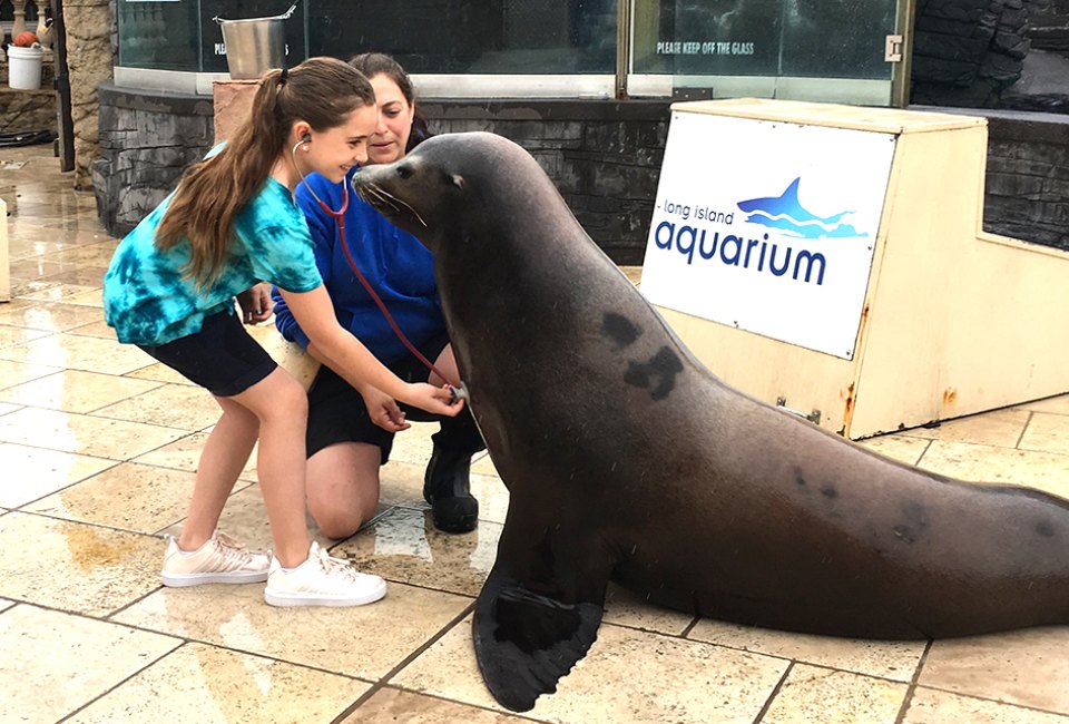 Swim with Sharks, Meet Penguins, and Other Animal Experiences at the Long Island Aquarium