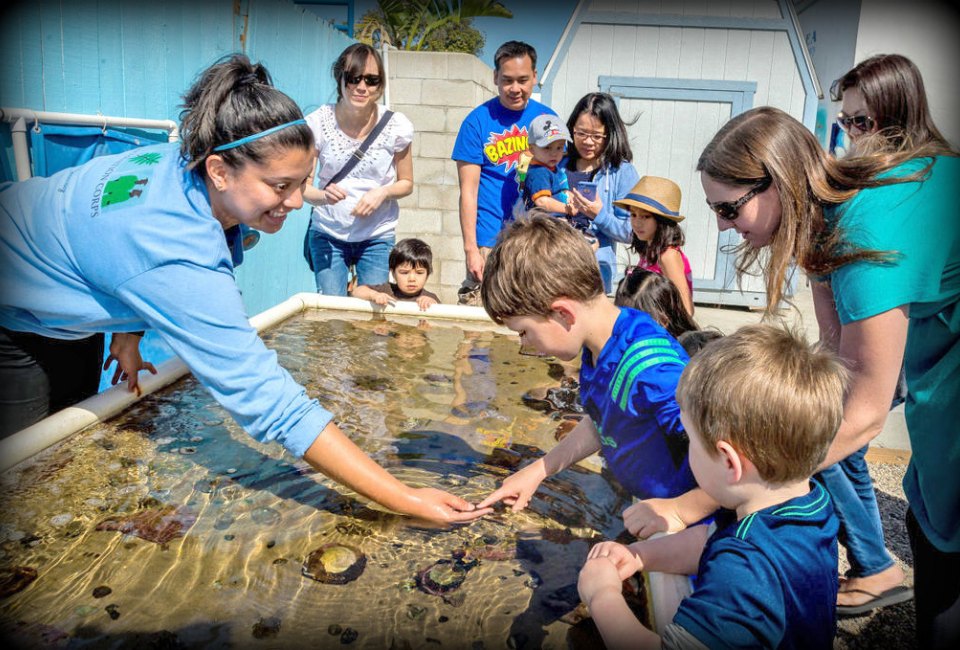 Meet a few sea creatures at the Sea Lab. Photo courtesy of Redondo Beach Chamber of Commerce & Visitors Bureau