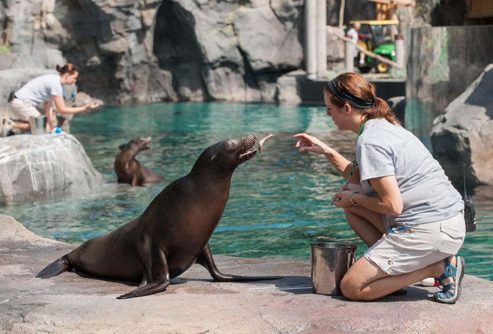 Sea lion training. Photo by Mark Van Bergh/Smithsonian's National Zoo