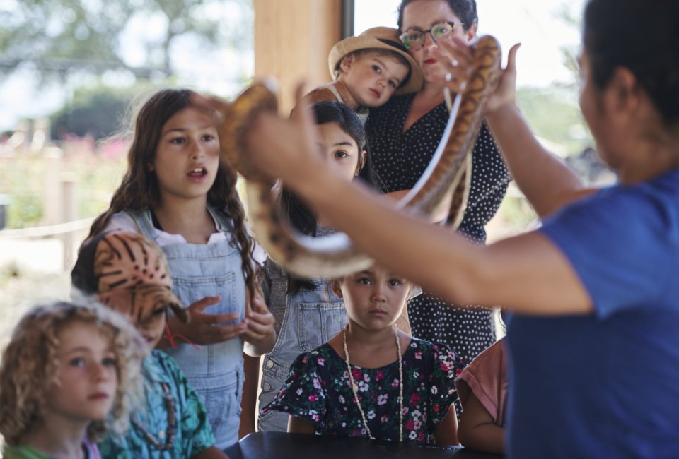 Spooky season gets creepy and crawly with spiders and snakes. Event photo courtesy of the Lawrence Hall of Science