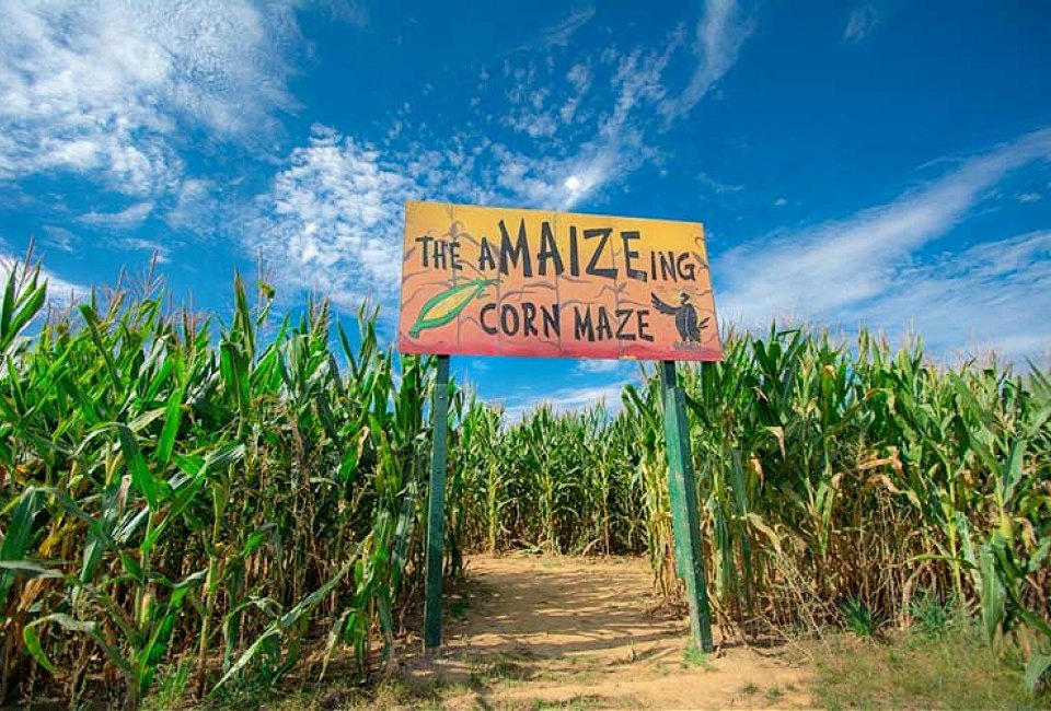 Visit the Shady Brook Farm's corn maze for a seasonal day trip from Philly. Photo courtesy the farm