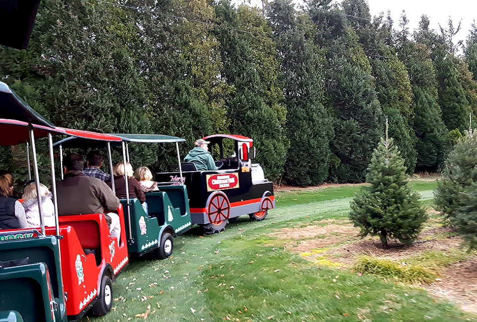 Christmas tree farms: Shamrock Christmas tree fams