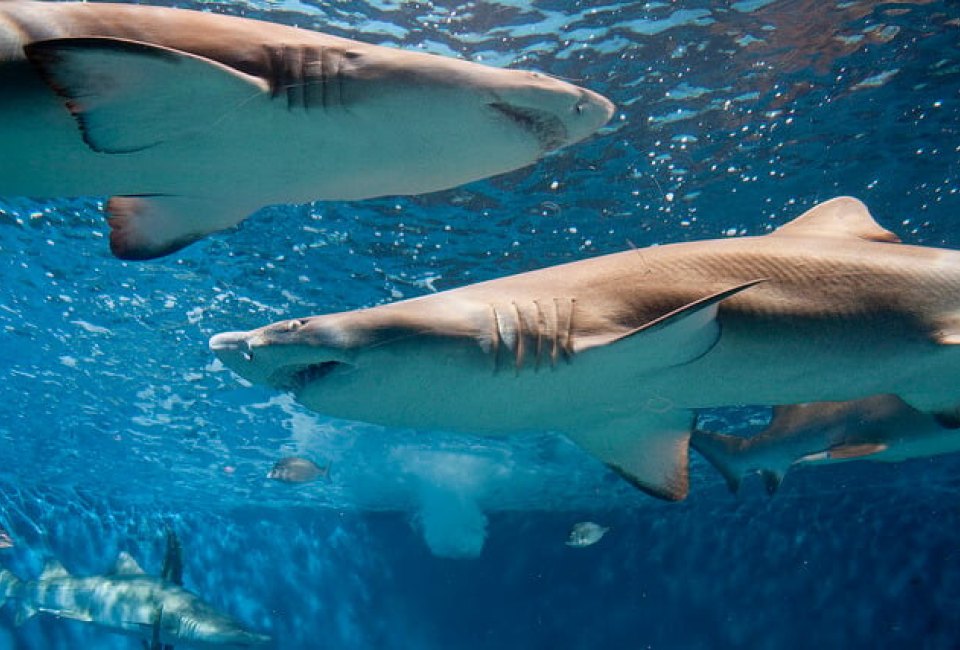 Shark Safari at Maritime Aquarium