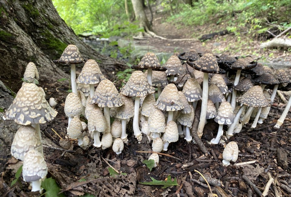 Sheldrake Backyard BioBlitz