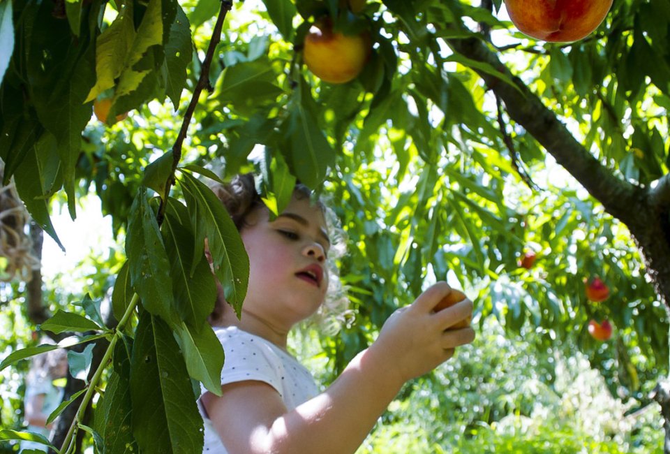Nothing is sweeter than pick-your-own fruit from Connecticut farms. Photo courtesy of Silverman's Farm