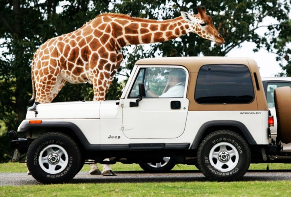 Six Flags Wild Safari Drive-Thru Adventure returns starting May 30 from the comfort of your own car!  Photo courtesy of Six Flags