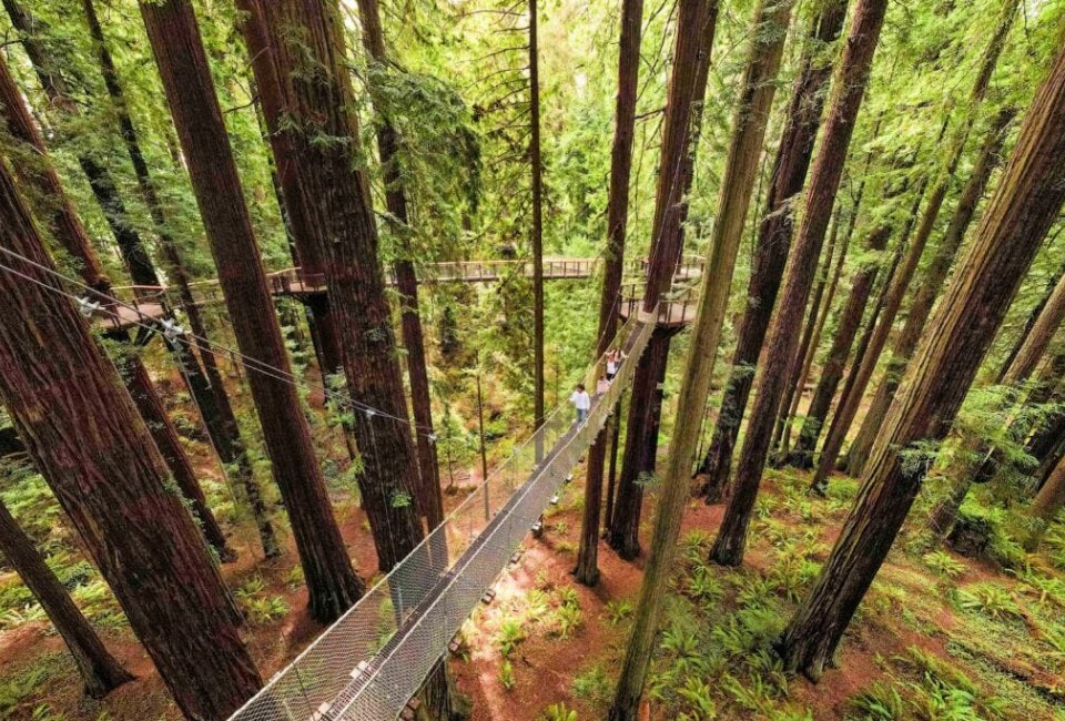 Take a family road trip to the new Redwood Sky Walk. Photo courtesy of Sequoia Park Zoo