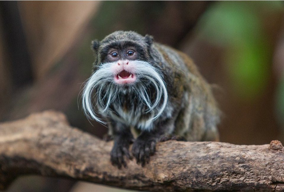 Meet the National Zoo's newest residents. Photo courtesy of Smithsonian's National Zoo
