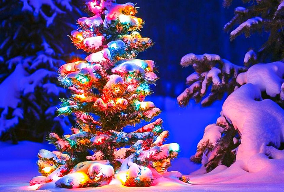 Work off the extra helpings by cutting your own tree this year! Photo courtesy of Smolak Farms