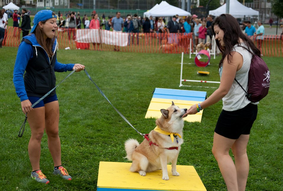Sit and stay in Somerville! Photo courtesy of Somerville Dog Festival