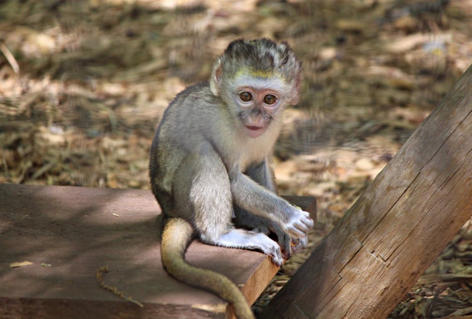 Zoo Babies Day is a chance to meet some animal babies. Photo courtesy of Southwick's Zoo