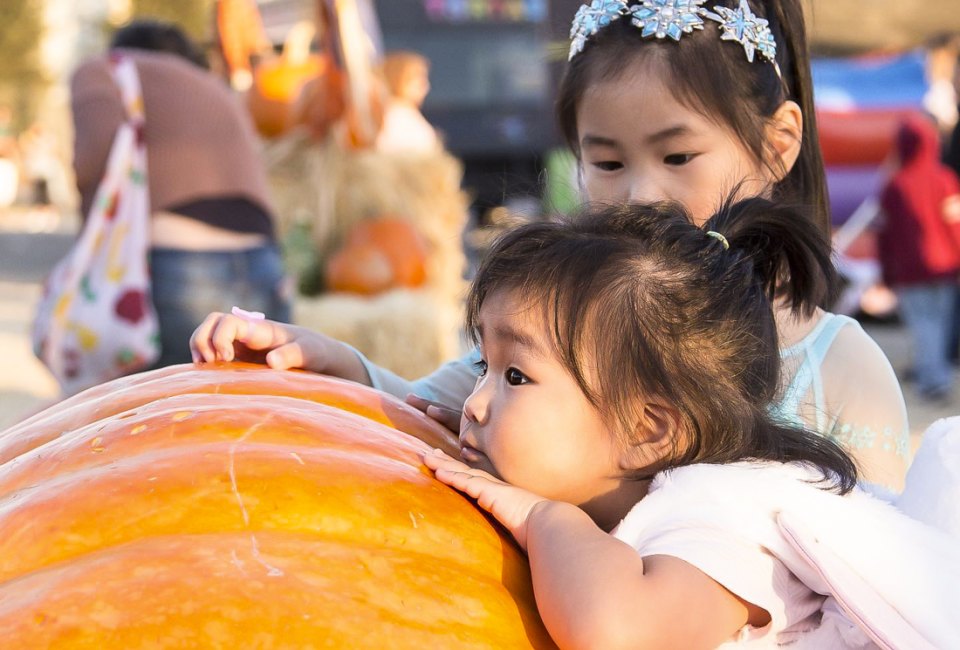 Where your little pumpkin can meet up with a great pumpkin. Photo courtesy of Speer Family Farms