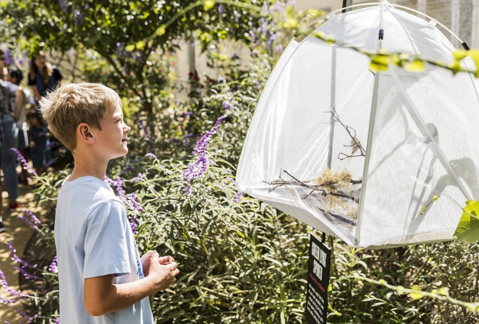  The Spider Pavilion creeps back into town in September. Photo courtesy of The Natural History Museum